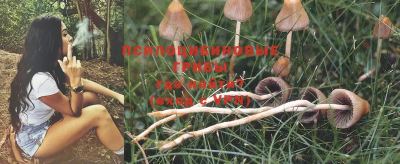 купить наркотик  Каргат  ОМГ ОМГ как зайти  Псилоцибиновые грибы Magic Shrooms 